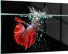 Bilder auf glas - Fisch Wasser Natur - 120x80cm - Produktbild-Vorschau 1
