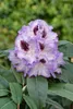 Rhododendron Hybr. 'Blue Peter', Rhododendron, blauviolett, Produktbild-Vorschau 11