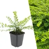 Plants by Frank | 60 Heckenkirsche Pflanzen | Lonicera Produktbild-Vorschau 1
