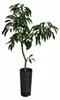Litschi Kwai Mai Pink 100–140 cm – Litchi chinensis Lychee Produktbild-Vorschau 4