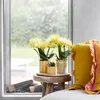 Žlutá orchidej Phalaenopsis 'Albenga', prumer 9cm, pokojová Náhled obrázku produktu 2