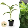 GreenboutiQ - Plante fruitière - Plante de banane - Musa Voir les images du produit 1