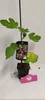 Set di 4 fichi – Ficus carica – Brown Turkey, Bornholms Anteprima dell’immagine prodotto 4