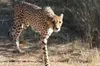 hansepuzzle 82399 - Gepard Puzzle, 500 Teile, Tierwelt, Produktbild-Vorschau 1