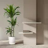 Drzewo smocze Dracaena Janet Craig 150cm, srednica 24cm - Podgląd zdjęcia produktu 4