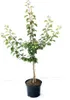 Ungarische Beste Aprikosenbaum - Buschbaum Topfballen Produktbild-Vorschau 3