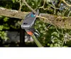 GARDENA Baum- und Strauchschneider StarCut 160 plus Produktbild-Vorschau 19