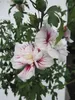 Hochstamm Garten-Eibisch Starburst Chiffon ® - Hibiscus Produktbild-Vorschau 4