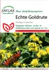 SAFLAX  - Solidage verge d'or - 100 graines - Solidago Voir les images du produit 5