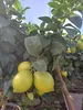 Sunny Tree - Zitronenbaum große 90 Zentimeter - Citrus Produktbild-Vorschau 2