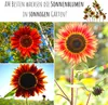 Farbenfrohe Sonnenblumen Samen mit hoher Keimrate - Produktbild-Vorschau 3