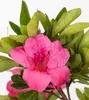Bonsai Baum mit Keramik Blumentopf - Rhododendron - ca. 6 Produktbild-Vorschau 2