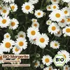 Samenliebe  Margerite Samen | Wiesenmargerite - winterhart Produktbild-Vorschau 4
