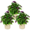 Vanilleblume - Heliotropium - 11cm - Set mit 3 Pflanzen Produktbild-Vorschau 1