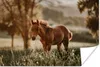 MuchoWow® Poster Pferd - Licht - Wiese 60x40 cm - Produktbild-Vorschau 1