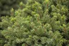 Picea glauca 'Echiniformis', Zwergfichte, kompakt, 20–25 cm Produktbild-Vorschau 1