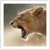 Poster - Poster ohne Rahmen - Löwe Löwin Reißzähne - 60x60 Produktbild-Vorschau 1