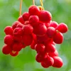 A close-up of a cluster of bright red berries hanging from a stem against a blurred green background. Anteprima dell’immagine prodotto
