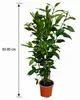 Echter Gewürzlorbeer Laurus nobilis 60–80 cm, winterhart Produktbild-Vorschau 5