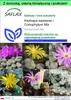 SAFLAX - Garden to go - Kwitnące kamienie / Conophytum Mix Podgląd zdjęcia produktu 1