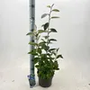 Elaeagnus ebbingei - Wintergrüne Ölweide  | 60-70 cm im Produktbild-Vorschau 1