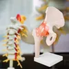 Anatomiemodell Anatomie Skelett Modell Lebensgroßes Hüfte Produktbild-Vorschau 6