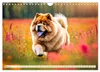 Chow Chow - le chien à tête de lion (calendrier mural 2027, Voir les images du produit 8