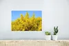 MuchoWow® Poster Blühender Ginster mit blauem Himmel 30x20 Produktbild-Vorschau 5