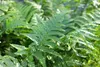 6 x Dryopteris filix-mas - Varen (ook bekend als wurmfarn) Productafbeelding-voorbeeld 2