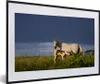MuchoWow® MuchoWow® Gerahmtes Poster Pferde - Gras - Fohlen Produktbild-Vorschau 1