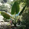 Alocasia géant (Alocasia robusta) - 1 graine germée Voir les images du produit 1