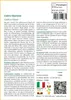 SAFLAX  - Cedro libanese - 20 semi - Cedrus Anteprima dell’immagine prodotto 3