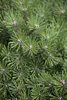 Pinus mugo 'Benjamin', Bergkiefer, kompakt, 12–15 cm Produktbild-Vorschau 1