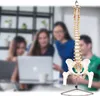Anatomie Modell Skelett Wirbelsäule mit Becken ​Lebensgroß Produktbild-Vorschau 6