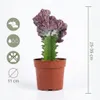 Euphorbia Lactea Cristata, Wolfsmilch, 20-30 cm, Topf 11 cm Produktbild-Vorschau 7