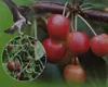 Vogelnetz Vogelschutznetz 2x5m Gartennetz Teichnetz Produktbild-Vorschau 3
