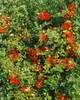 Acer circinatum, klon okrągłolistny, 80-100 cm Podgląd zdjęcia produktu 2