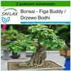 SAFLAX - Bonsai - Figa Buddy - 100 Nasiona - Z podłożem Podgląd zdjęcia produktu 5