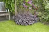 Purpurglöckchen Palace Purple, im Topf - Heuchera Produktbild-Vorschau 4
