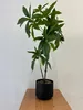 SZTUCZNA Roślina PACHIRA W DONICZCE REALISTYCZNA 60cm Podgląd zdjęcia produktu 5
