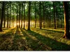 Vlies Fototapete - Mystical Morning 150x105 cm Landschaften Produktbild-Vorschau 5