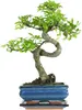 Drzewko Bonsai z Ceramiczną Doniczką -  Wiąz Chiński - Ok. Podgląd zdjęcia produktu 1