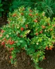 Vaccinium vitis-idaea, Preiselbeere, immergrün, ca. 9x9 cm Produktbild-Vorschau 7