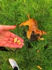 Kiwi Walker Dog Pamlsok FD Kura 80g Náhľad obrázku produktu 5