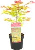 Bloomique - Acer Shirasawanum Moonrise - Klon japoński - Podgląd zdjęcia produktu 1