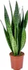 Bloomique - Sansevieria Zeylanica - Język teściowej - Podgląd zdjęcia produktu 1