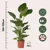 Strelicja - Strelitzia nicolai - Wysokość 150-170cm - ⌀28cm Podgląd zdjęcia produktu 2