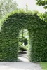Fagus sylvatica, Rotbuche, 125–150 cm Produktbild-Vorschau 12