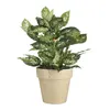 Dieffenbachia pvc avec pot gris Voir les images du produit 7