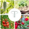 Support pour plantes vivaces en métal 70 cm (x6) - Support Voir les images du produit 6